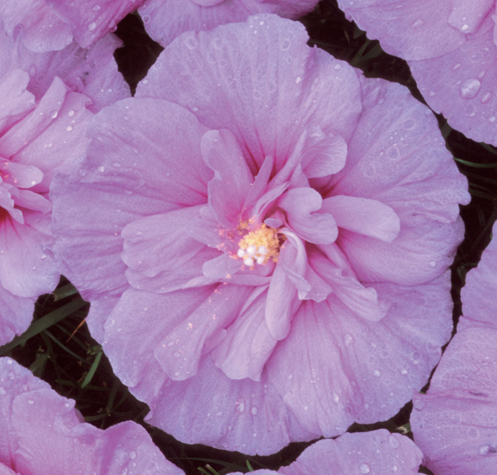 Lavender Chiffon® Rose of Sharon (HIBISCUS S. LAV. CHIFFON)