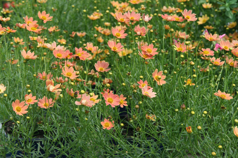 Creme Caramel™ Tickseed (COREOPSIS CREME CARAMEL)