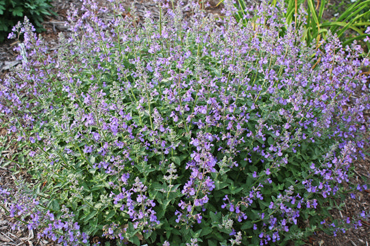 Junior Walker™ Catmint (NEPETA JUNIOR WALKER)