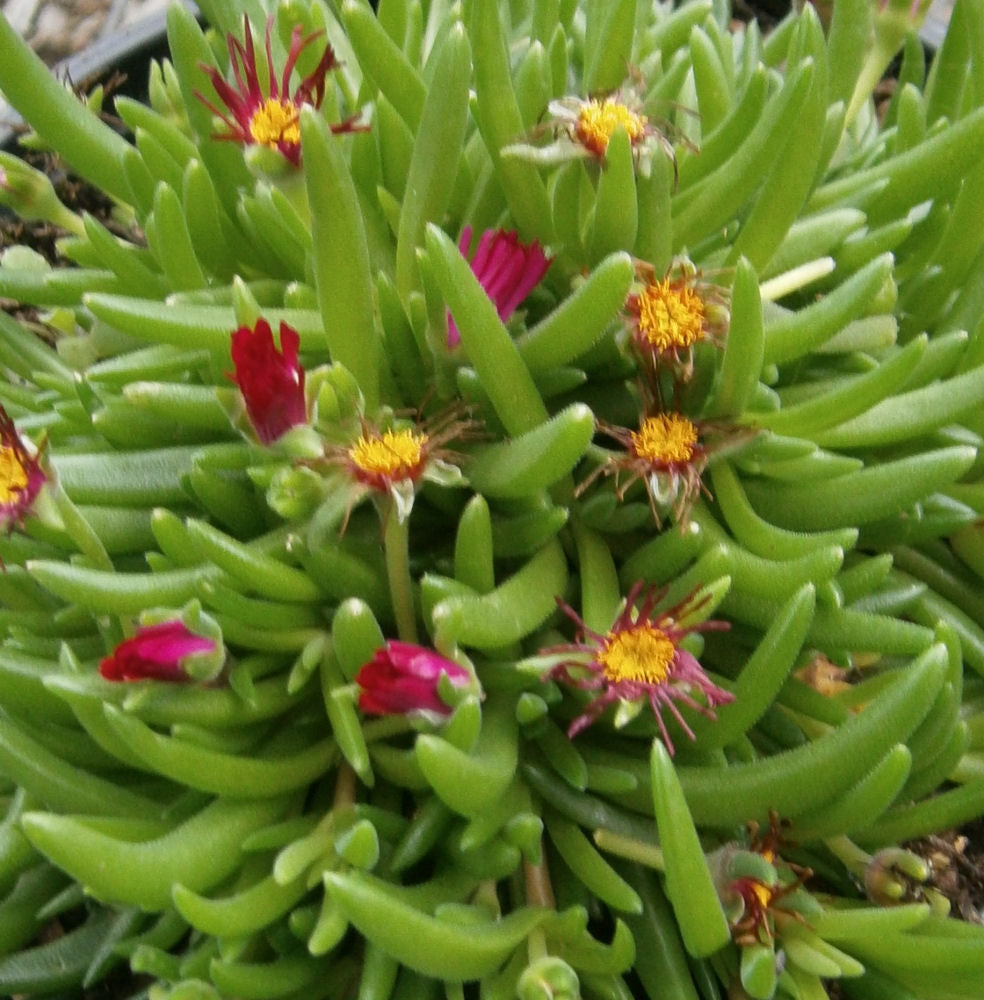 Jewel of Desert® Garnet Ice Plant (N&C DELOSPERMA JEWEL DESERT GARNET)