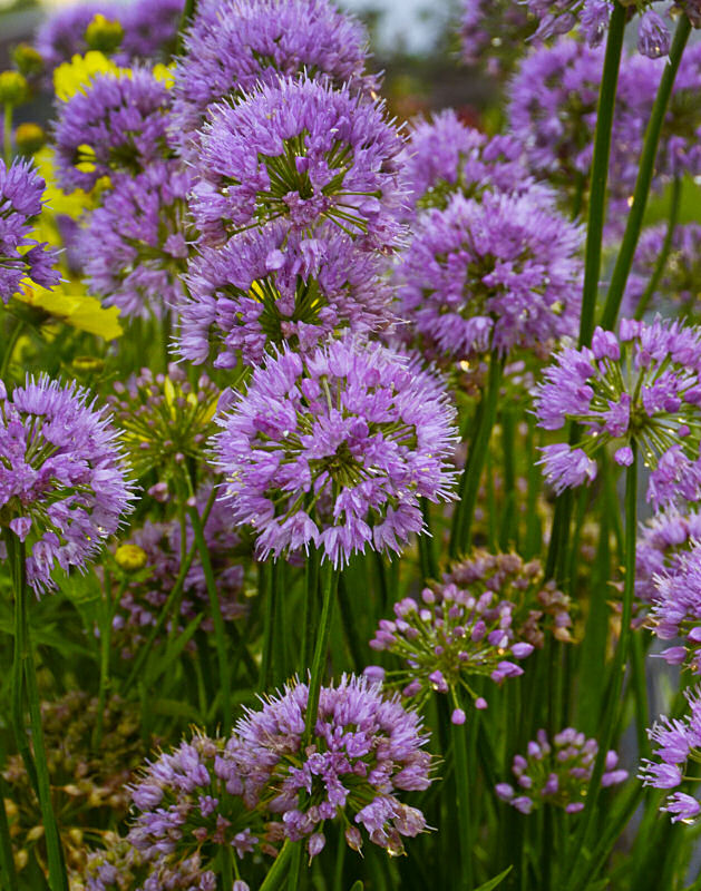 Millenium Ornamental Onion (ALLIUM MILLENIUM)