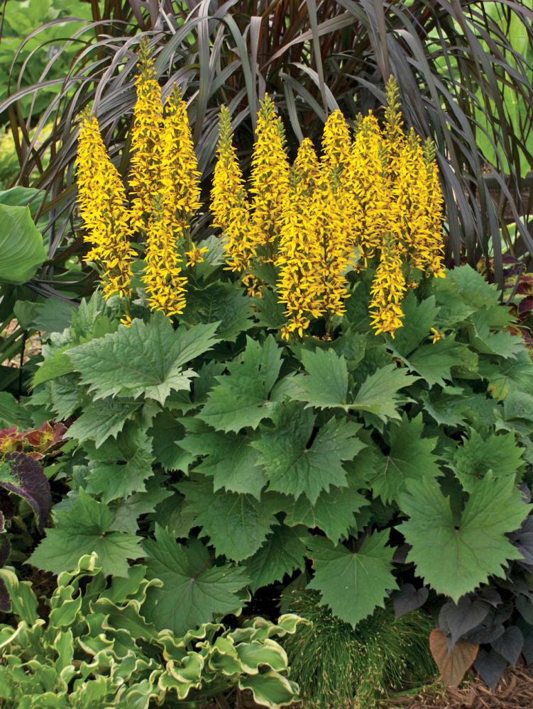 'Bottle Rocket' Ligularia ('Bottle Rocket' Ligularia hybrid)