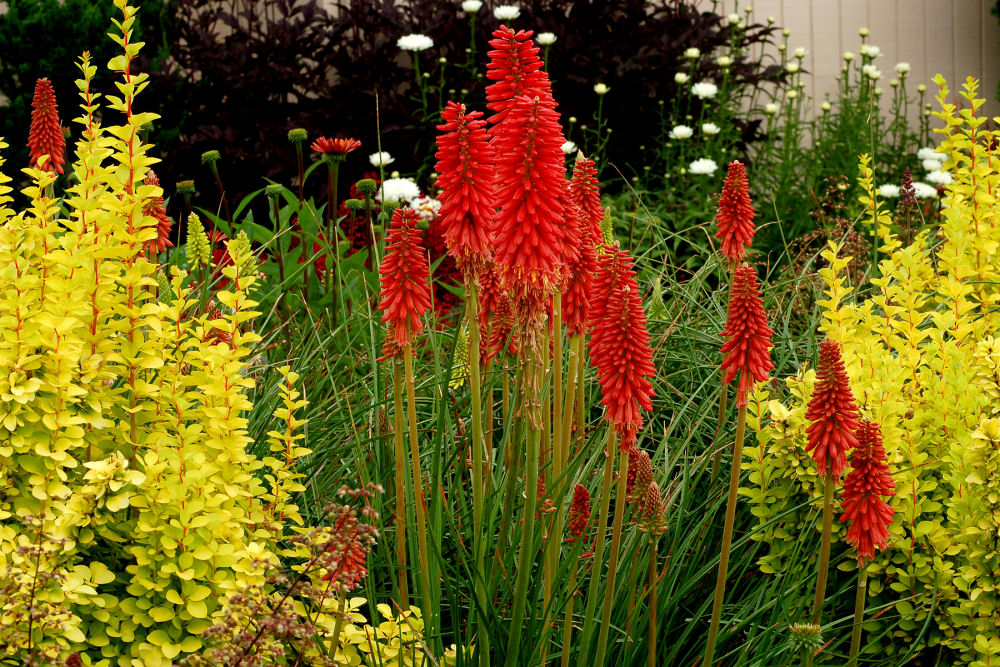 Red Hot Popsicle Dwarf Poker (KNIPHOFIA REDHOT POPSICLE)