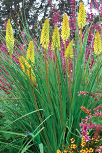 Pineapple Popsicle Dwarf Poker (KNIPHOFIA PINEAPPLE POPSICLE)