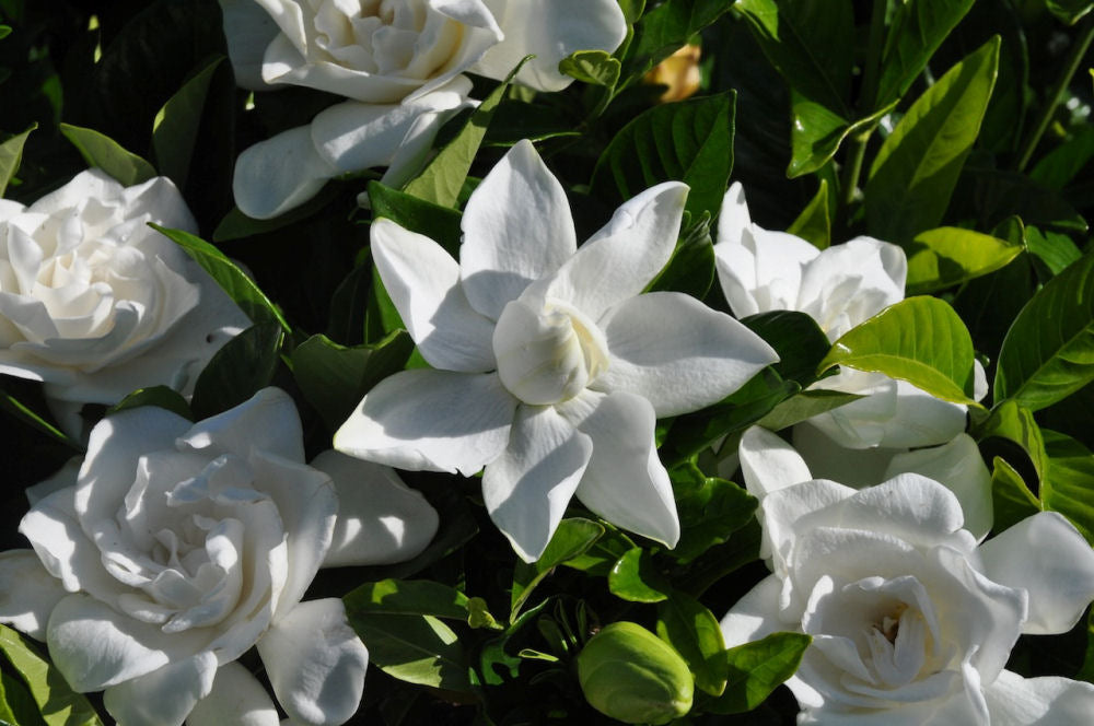 Summer Snow® Gardenia (GARDENIA JAS. SUMMER SNOW)