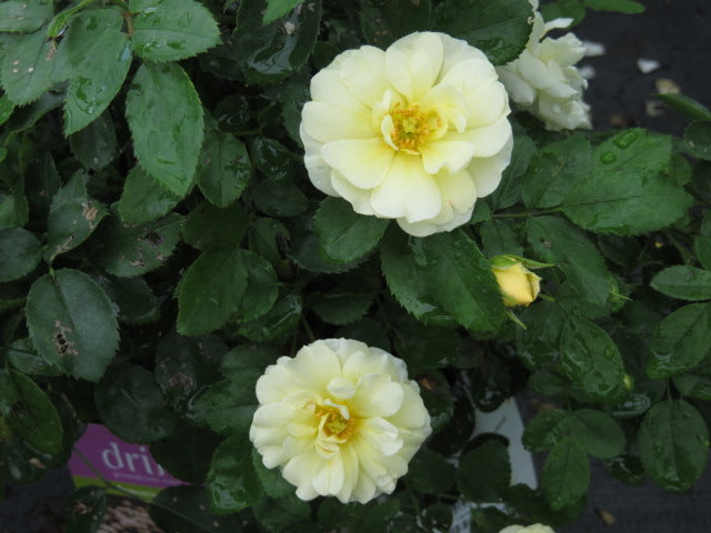 Popcorn Drift® Rose (ROSE DRIFT POPCORN)