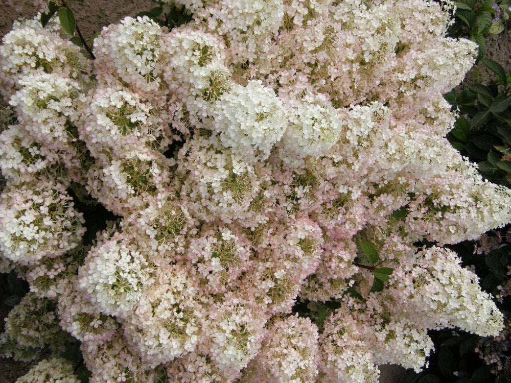 Bobo® Panicle Hydrangea (HYDRANGEA P BOBO)