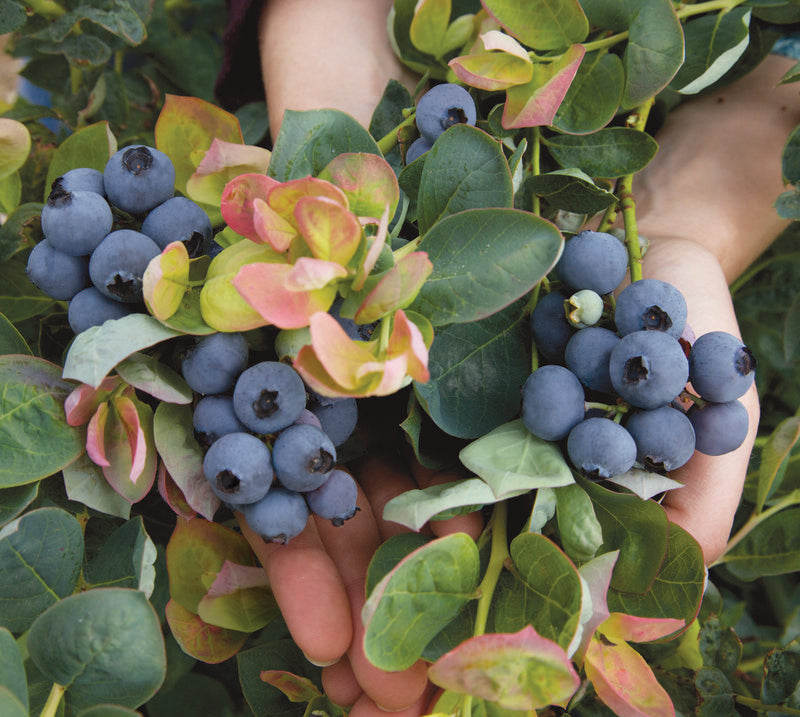 Jersey Highbush Blueberry (VACCINIUM JERSEY)