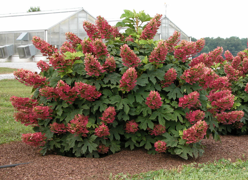 Ruby Slippers Oakleaf Hydrangea (HYDRANGEA QU. RUBY SLIPPERS)