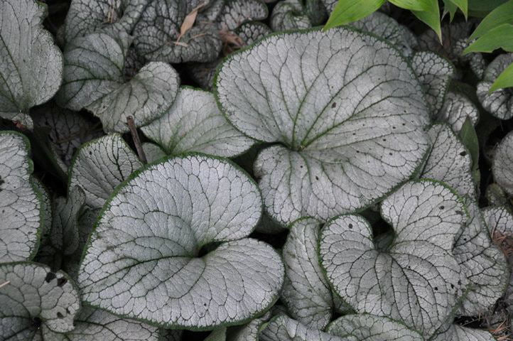 Silver Heart Siberian Bugloss (BRUNNERA M. SILVER HEART)
