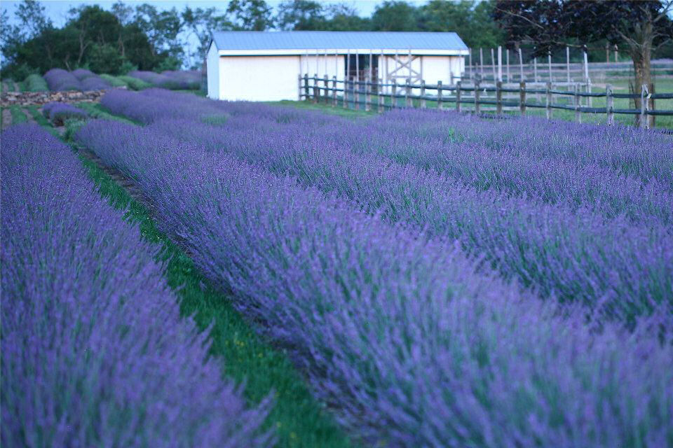 Phenomenal® Lavender (LAVANDULA X I. PHENOMENAL)
