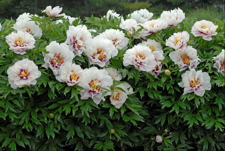 Cora Louise Itoh Peony (PAEONIA I CORA LOUISE  (PINK))