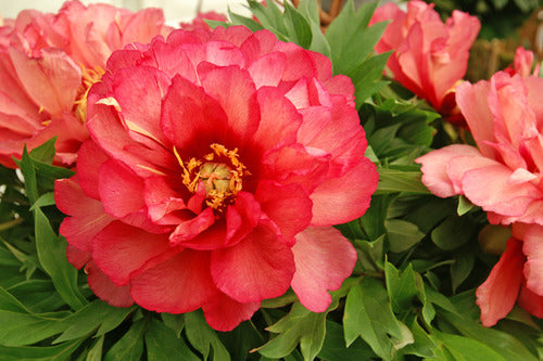 Julia Rose Itoh Peony (PAEONIA I JULIA ROSE (PINK APRICOT))