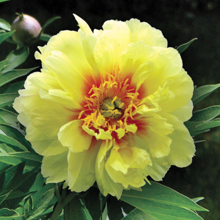 Bartzella Itoh Peony (PAEONIA I BARTZELLA  (YELLOW))