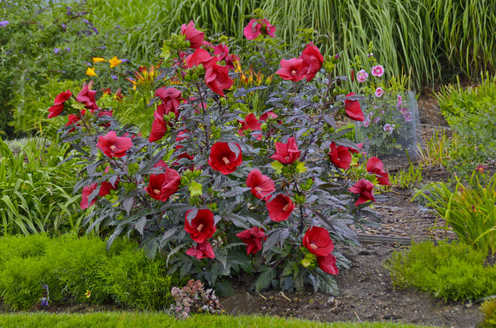 Midnight Marvel Rose Mallow (HIBISCUS X MOS. MIDNIGHT MARVEL)