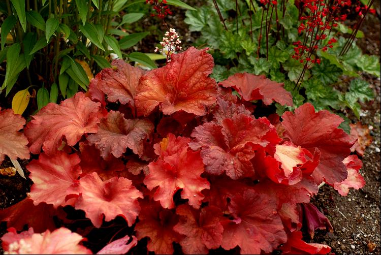 Rio Coral Bells (HEUCHERA RIO)