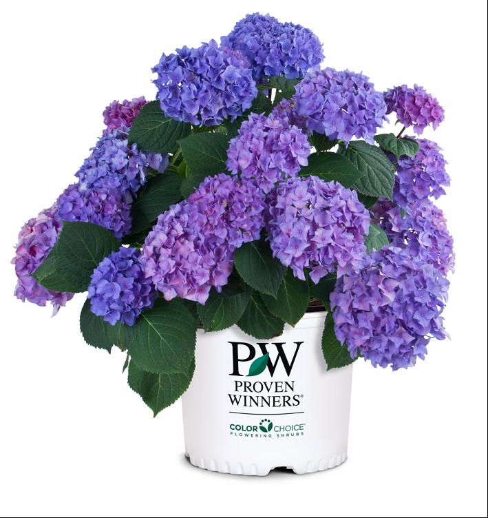 Let's Dance® Rhythmic Blue® Reblooming Hydrangea (HYDRANGEA M. LETS DANCE® RHYTHMIC BLUE)