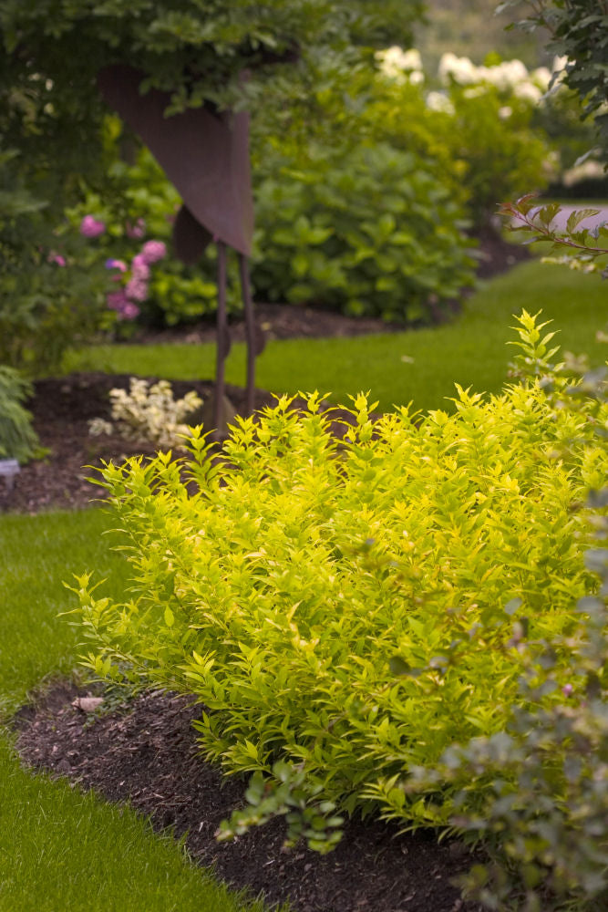 Chardonnay Pearls® Deutzia (DEUTZIA CHARDONNAY PEARLS)