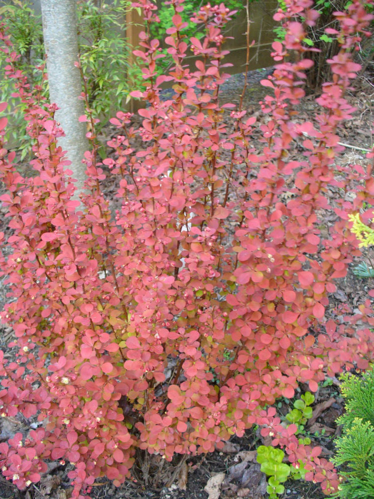Orange Rocket Barberry (BERBERIS THUN. ORANGE ROCKET)