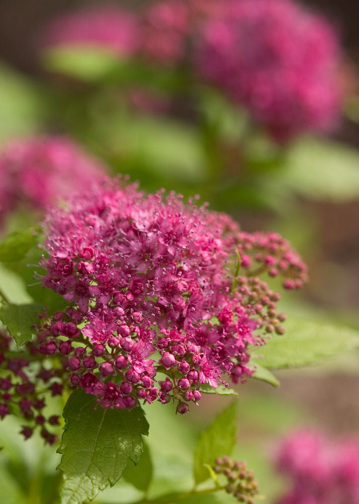 Double Play® Gold Spirea (SPIRAEA JAP. DBL PLAY® GOLD)