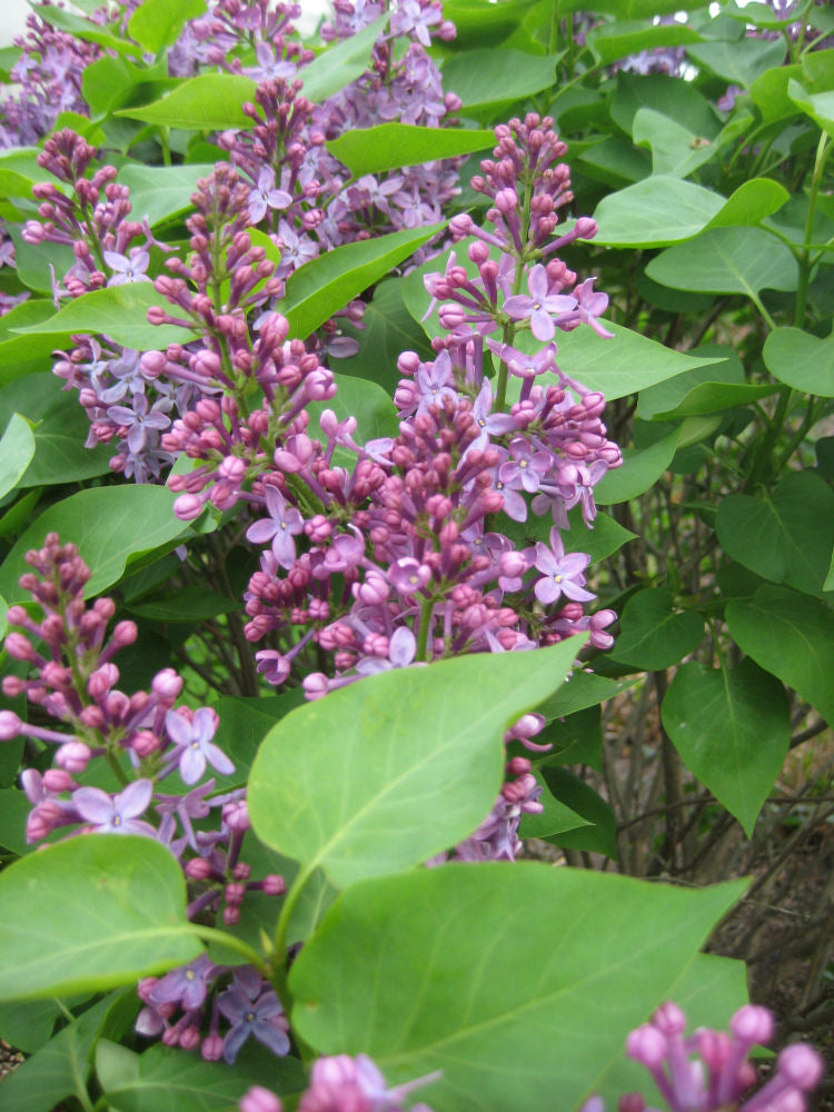 Prairie Petite Lilac (SYRINGA VUL. PRAIRIE PETITE)