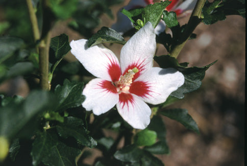 Proven Winners® Color Choice® Lil’ Kim® Rose Of Sharon (Hibiscus syriacus ‘Antong Two’)