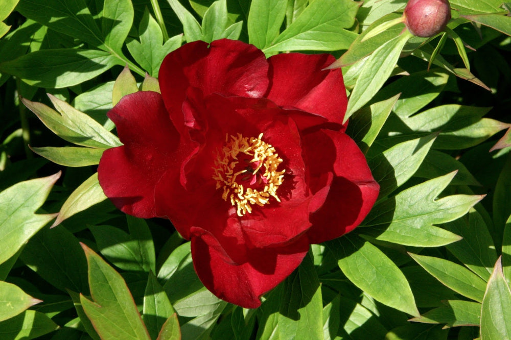Scarlet Heaven Itoh Peony (PAEONIA I SCARLET HEAVEN  (SCARLET))