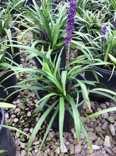 Royal Purple Lily Turf (LIRIOPE M. ROYAL PURPLE)