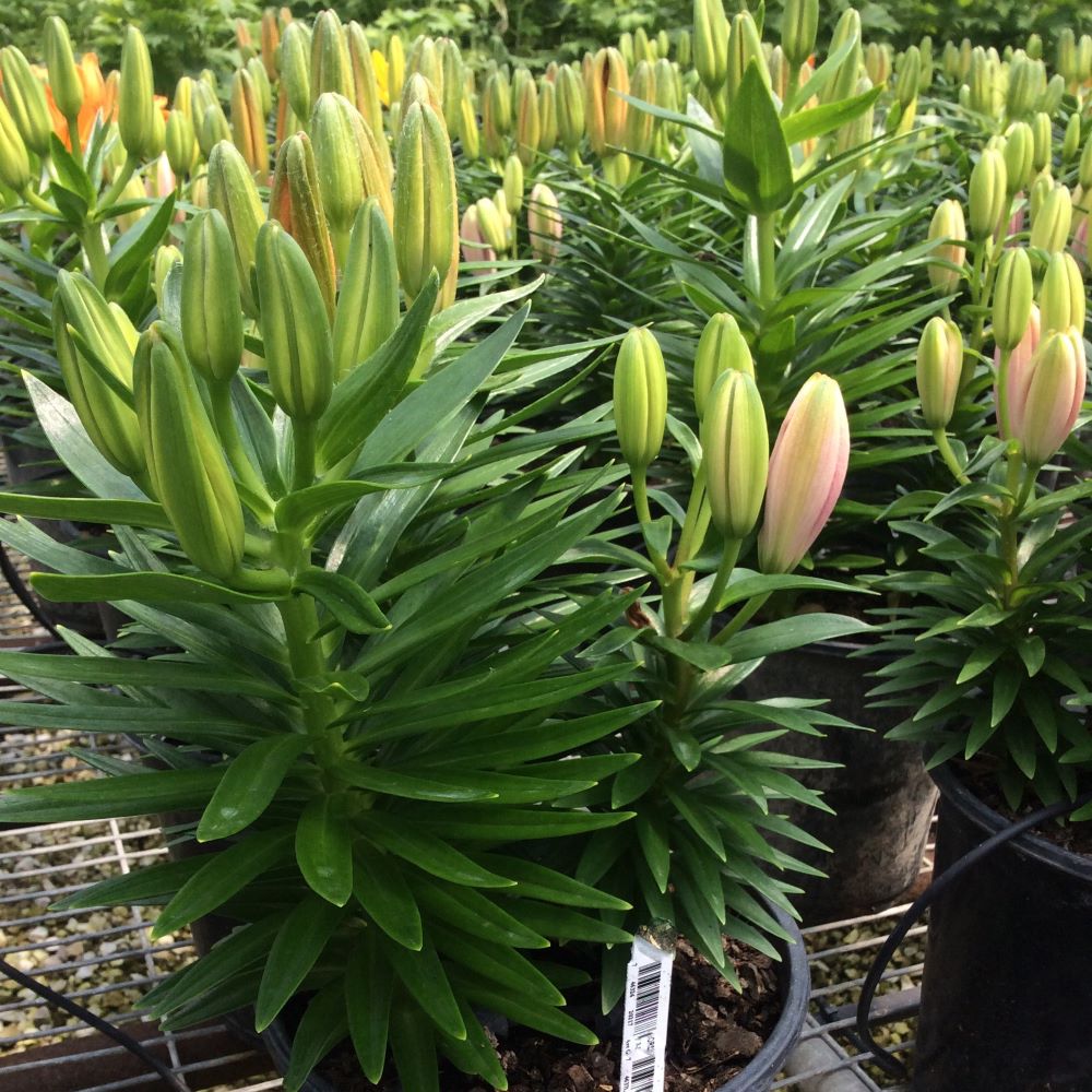Yellow, Orange, Pink Lilies (LILIUM GRB-A YELLOW/ORANGE/PINK)