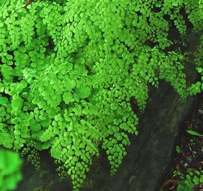 Himalayan Maidenhair Fern (FERN -HIMALAYAN MAIDENHAIR)