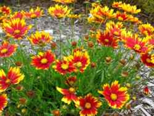 Li'l Bang™ Daybreak Coreopsis (COREOPSIS X LIL BANG DAYBREAK)