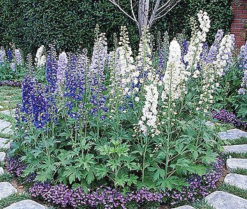 Guardian Mix Larkspur (DELPHINIUM E. GUARDIAN MIX)