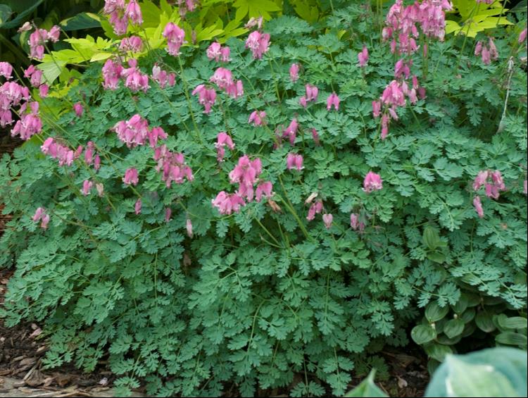 King of Hearts Bleeding Heart (DICENTRA KING OF HEARTS)