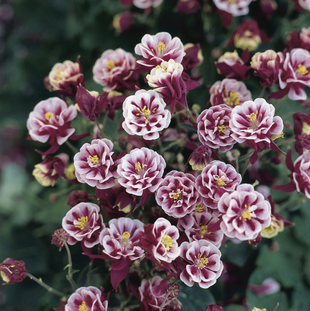 Winky Double Red & White Columbine (AQUILEGIA WINKY DBL RED & WHITE)