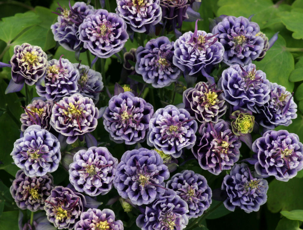 Winky Double Blue & White Columbine (AQUILEGIA WINKY DBL DARK BLUE & WHITE)