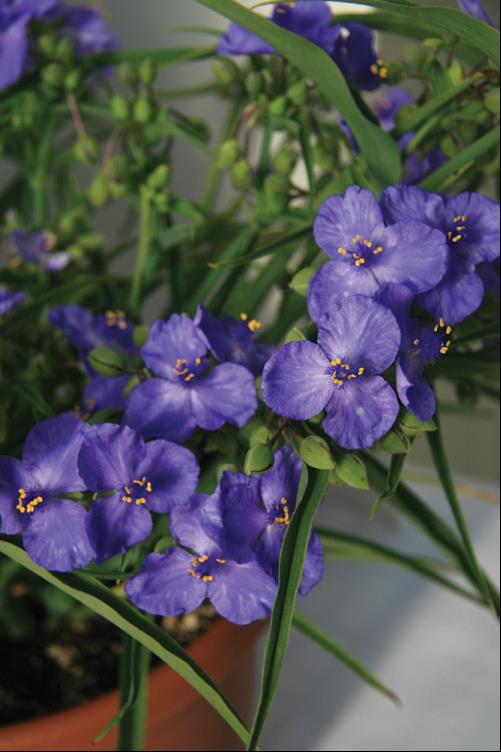 Amethyst Kiss™ Spiderwort (TRADE. AMETHYST KISS)