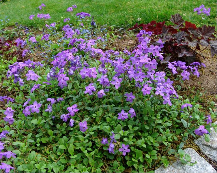 Sherwood Purple Creeping Phlox (PHLOX STOL. SHERWOOD PURPLE)
