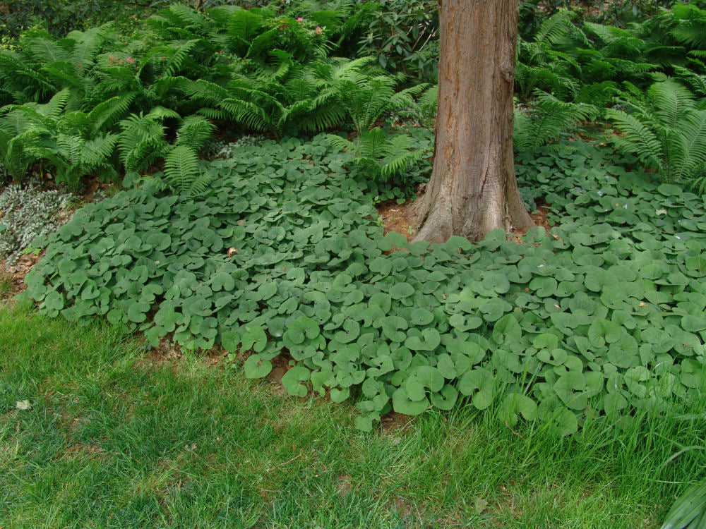 Canada Wild Ginger (ASARUM CANADENSE)