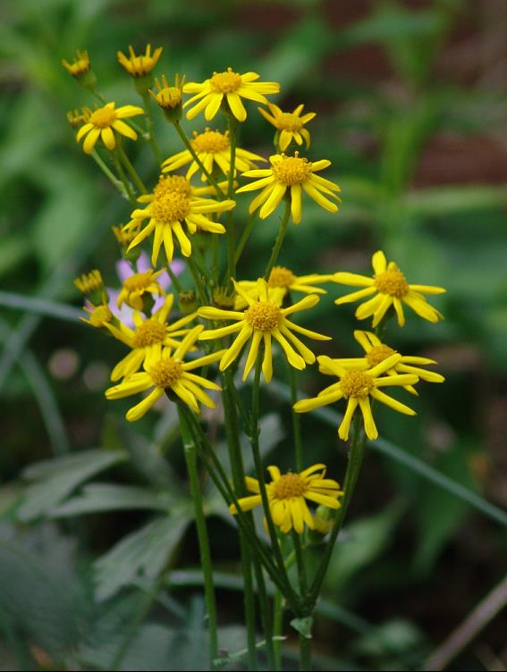 Golden Groundsel (PACKERA AUREA)