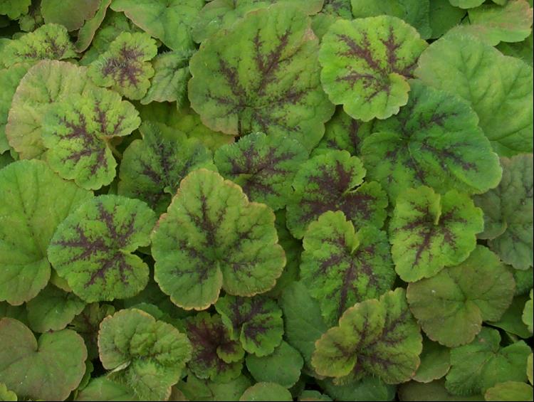 Running Tapestry Foamflower (TIARELLA C. RUNNING TAPESTRY)