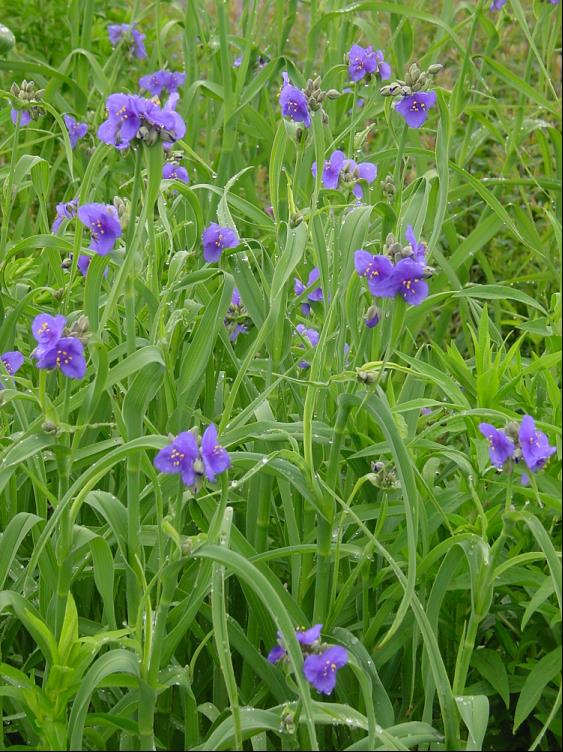 Spiderwort (TRADE. OHIENSIS)