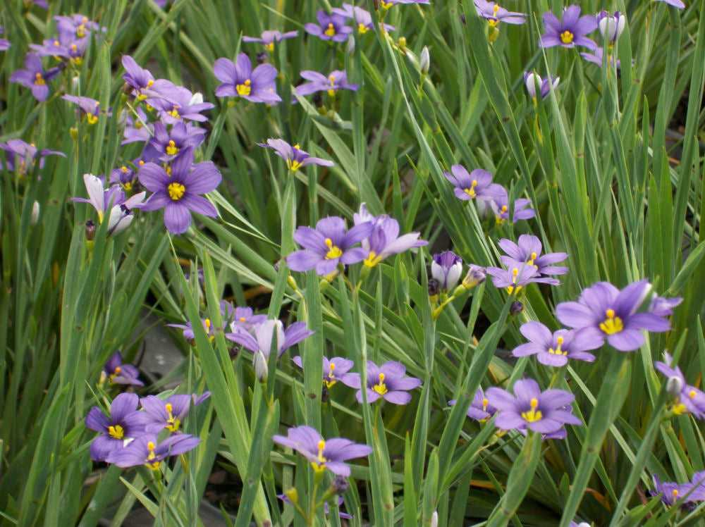 Lucerne Blue Eyed Grass (SISYRINCHIUM LUCERNE)