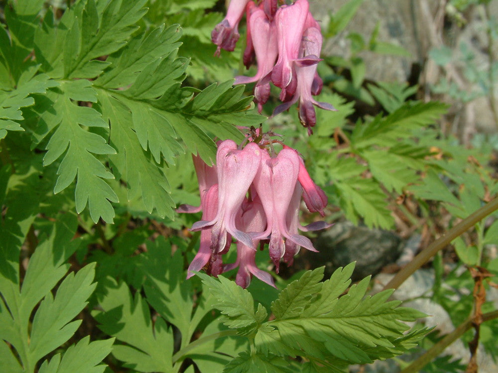 Fringed Bleeding Heart (DICENTRA EXIMIA)