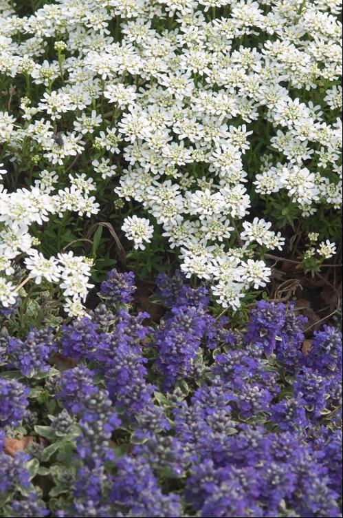 Alexander’s White Candytuft (IBERIS S. ALEXANDERS WHITE)