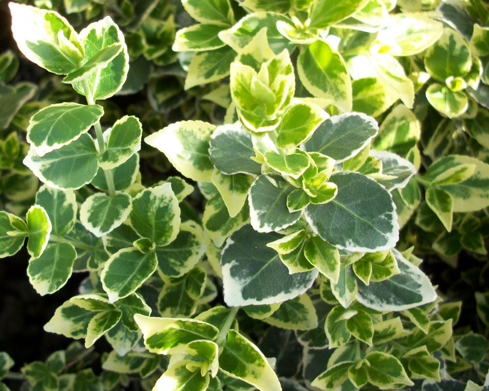 Emerald Gaiety™ Euonymus (EUONYMUS FOR. EMERALD GAIETY)