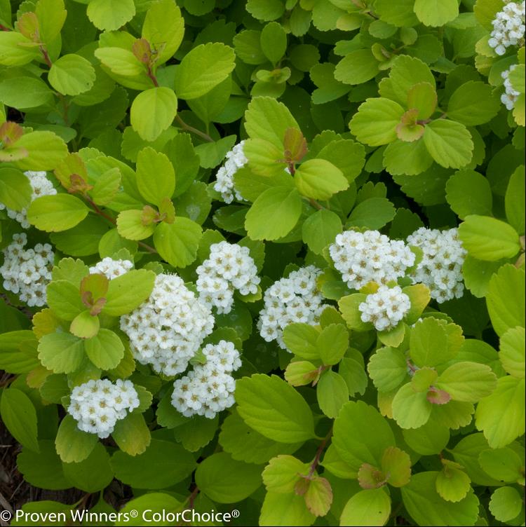 Glow Girl® Birchleaf Spirea (SPIRAEA BET. GLOW GIRL)