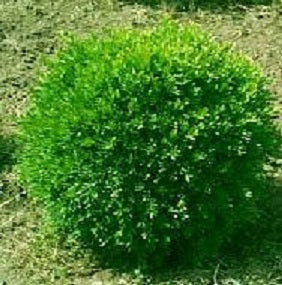 Franklin's Gem Boxwood (BUXUS M. FRANKLINS GEM)