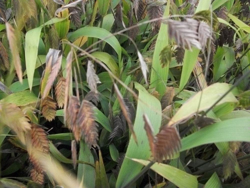 Northern Sea Oats (GRASS - CHAS. LATIFOLIUM)