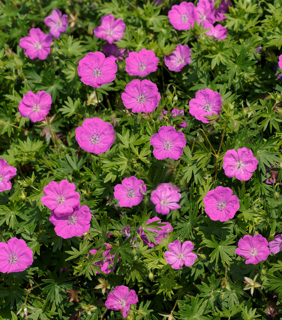 Max Frei Cranesbill (GERANIUM SANGUINEUM MAX FREI)