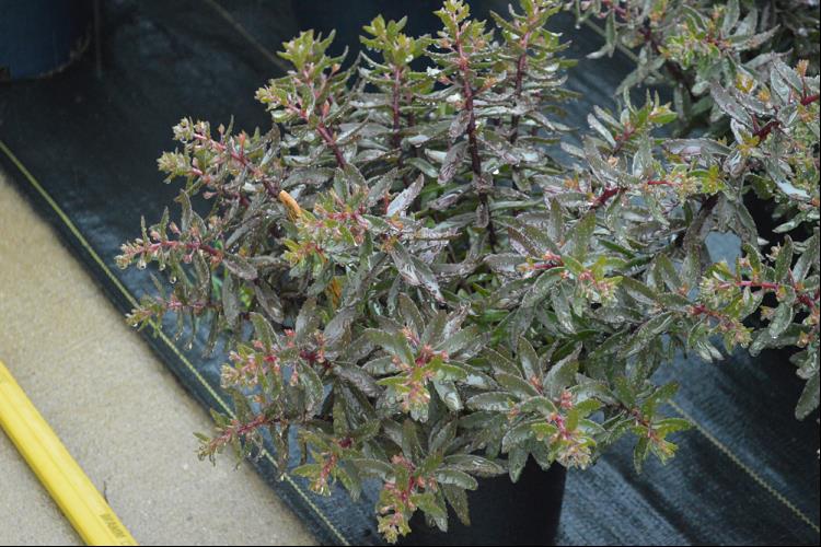 SunSparkler® Jade Tuffet Stonecrop (SEDUM JADE TUFFET)